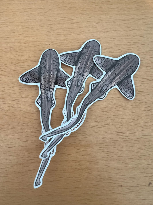 Leopard shark NEW!